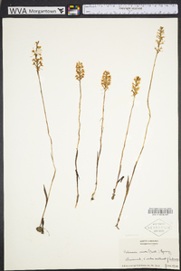 Platanthera nivea image