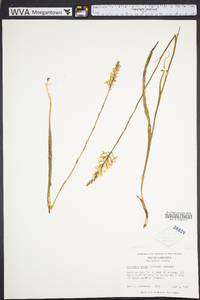Platanthera nivea image