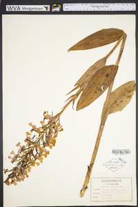 Platanthera peramoena image