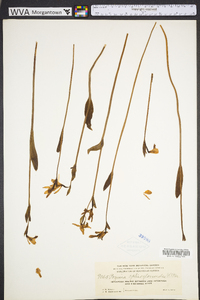 Pogonia ophioglossoides image