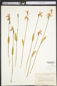 Pogonia ophioglossoides image