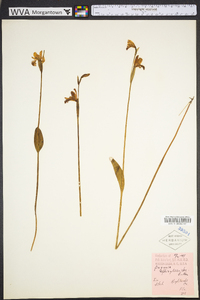 Pogonia ophioglossoides image