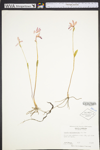 Pogonia ophioglossoides image