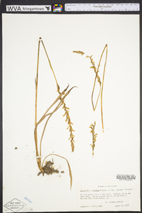 Spiranthes vernalis image