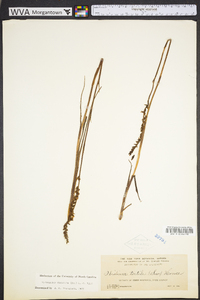 Spiranthes praecox image