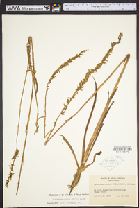 Spiranthes praecox image