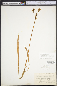 Spiranthes cernua image