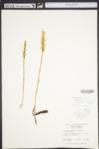 Spiranthes cernua image