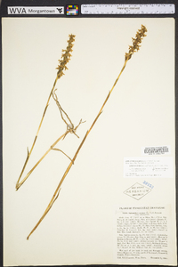 Spiranthes cernua image