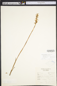 Spiranthes cernua image