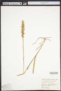 Spiranthes cernua image