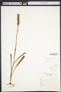 Spiranthes cernua image