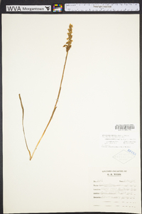 Spiranthes cernua image