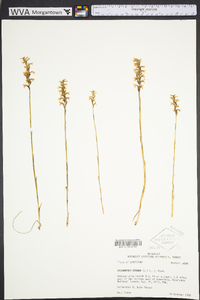 Spiranthes cernua image