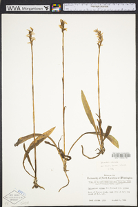 Spiranthes cernua image