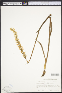 Spiranthes cernua image