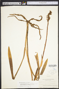 Spiranthes odorata image