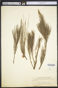 Casuarina equisetifolia image