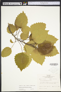 Populus grandidentata image