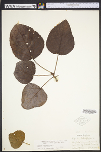 Populus heterophylla image