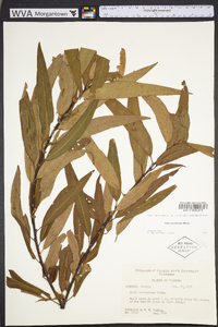 Salix caroliniana image
