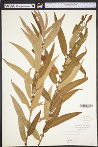 Salix caroliniana image