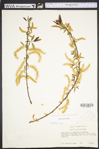 Salix caroliniana image