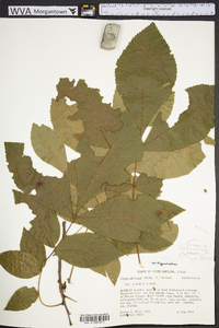 Carya aquatica image