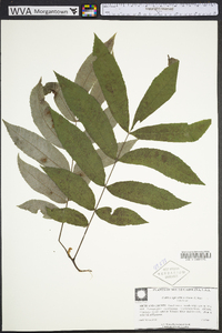 Carya aquatica image