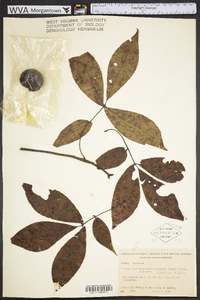 Carya carolinae-septentrionalis image