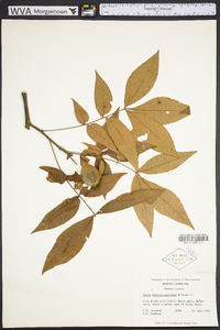 Carya myristiciformis image