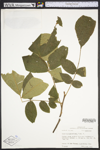 Carya myristiciformis image