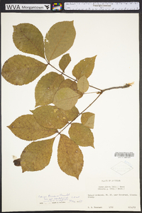 Carya texana image