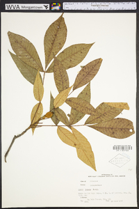 Carya texana image