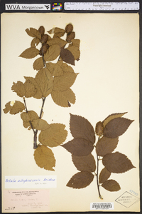 Betula alleghaniensis image