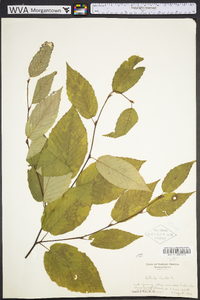 Betula lenta image