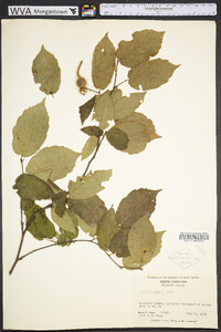 Corylus cornuta image