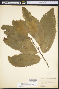 Castanea dentata image