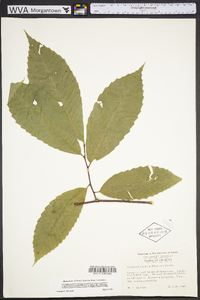 Castanea dentata image