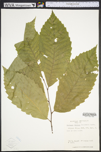 Castanea dentata image