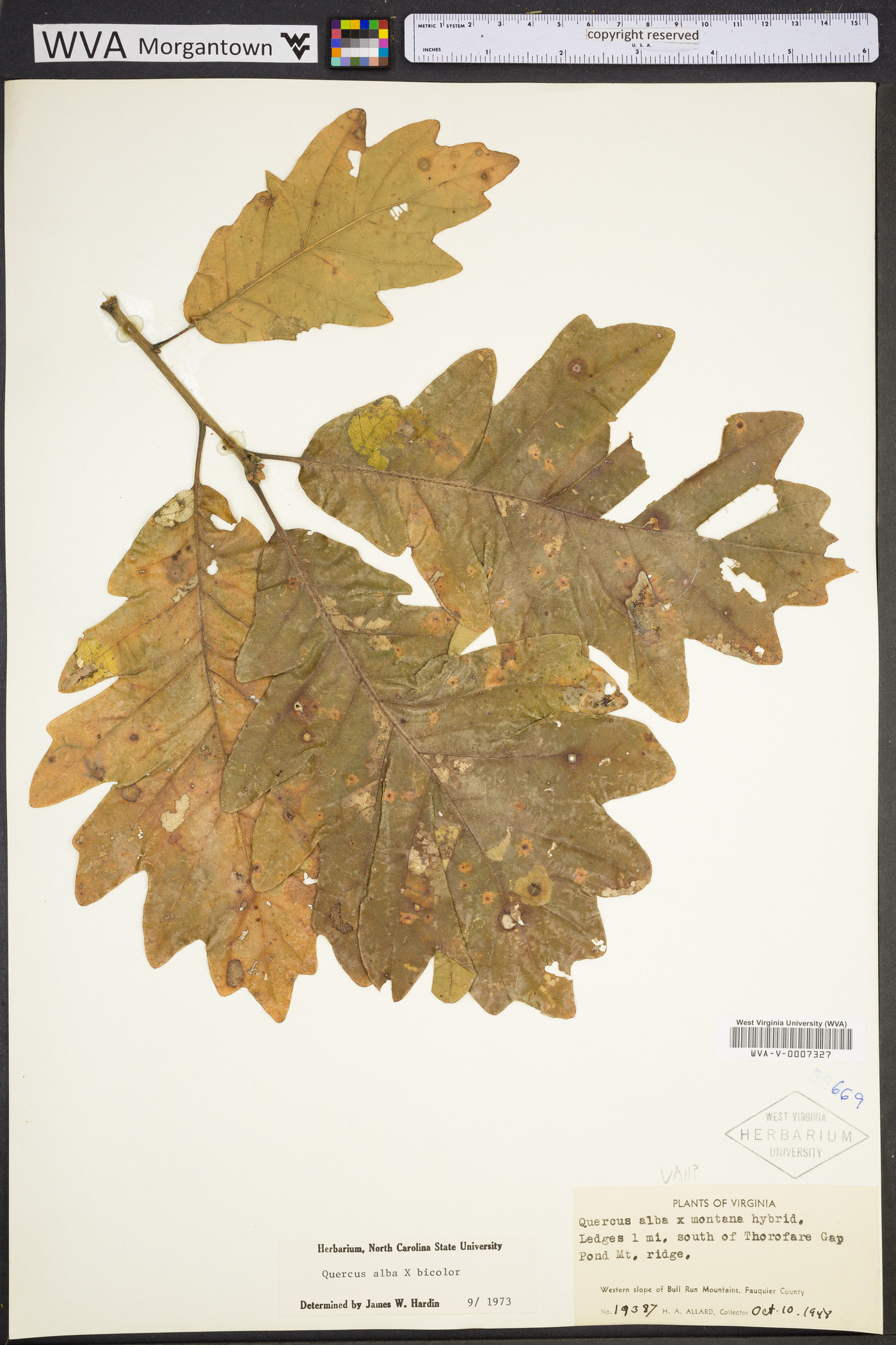 Quercus × hawkinsiae image