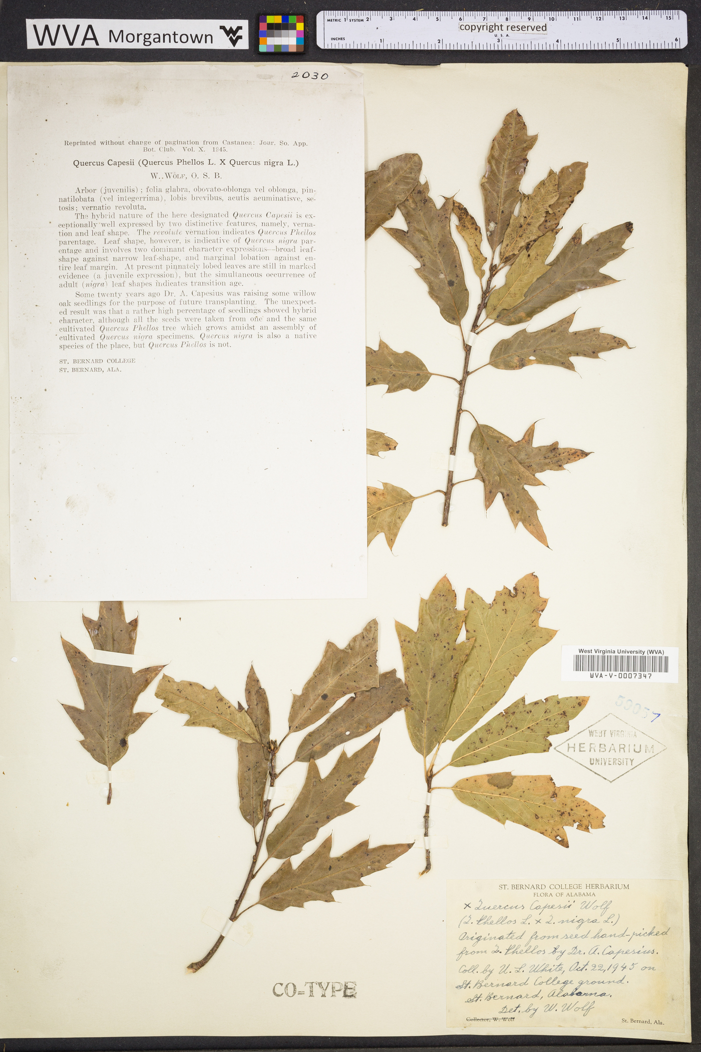 Quercus capesii image