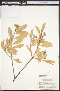 Quercus geminata image