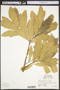 Quercus imbricaria image