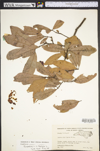 Quercus capesii image