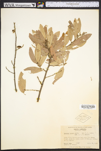 Quercus incana image