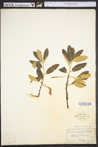 Quercus incana image