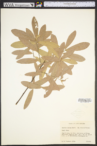 Quercus incana image