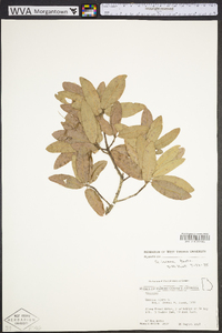 Quercus incana image