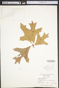 Quercus laevis image